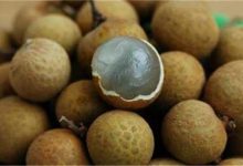 龙眼和桂圆的区别是什么?傻傻的分不清楚~~-古方玉灵膏