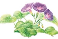 玉灵膏让我做个元气满满的少女(客户分享)-古方玉灵膏